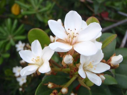 春の白 ２ （植物園＆渚の花）_a0125598_2121946.jpg