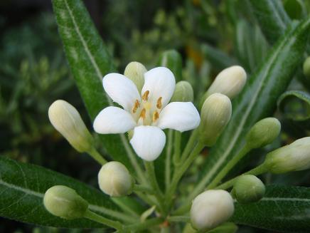 春の白 ２ （植物園＆渚の花）_a0125598_212459.jpg