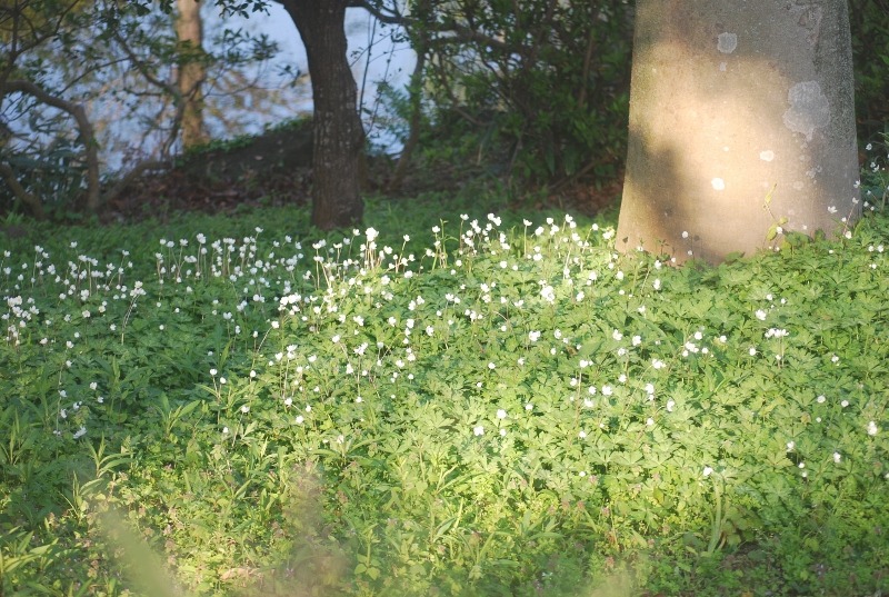 草花エリアの花々・・・_e0025300_16303497.jpg