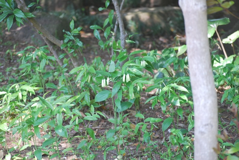 草花エリアの花々・・・_e0025300_16344538.jpg