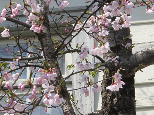 重文本館階段教室東側の桜は５分咲き（３）_c0075701_2015251.jpg