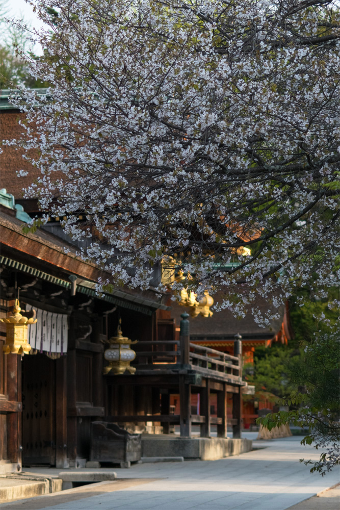 北野天満宮 霞桜 京の彩紋様