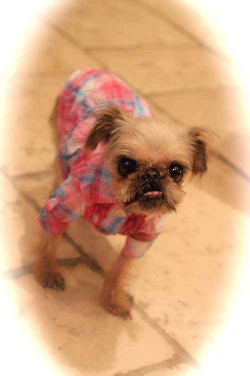 Atelier G•G♡新作_d0060413_18123984.jpg