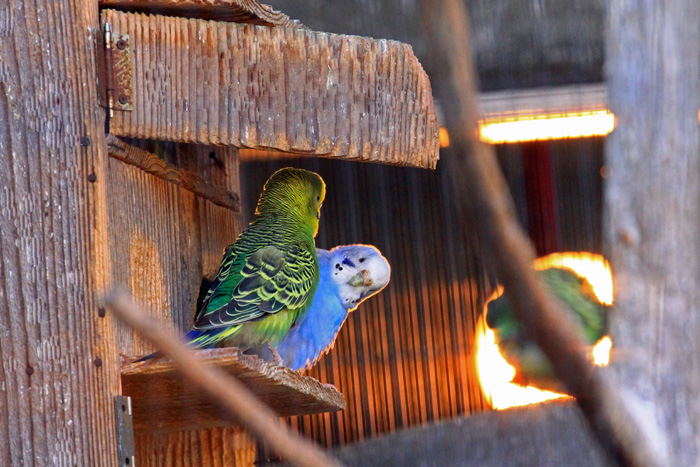 今日寒いで インコ おもしろ動物cafe 今日寒いで インコ おもしろ動物cafe