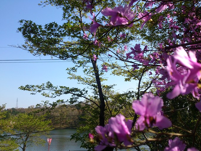 上野池公園のつつじが綺麗です。_a0218118_1851363.jpg