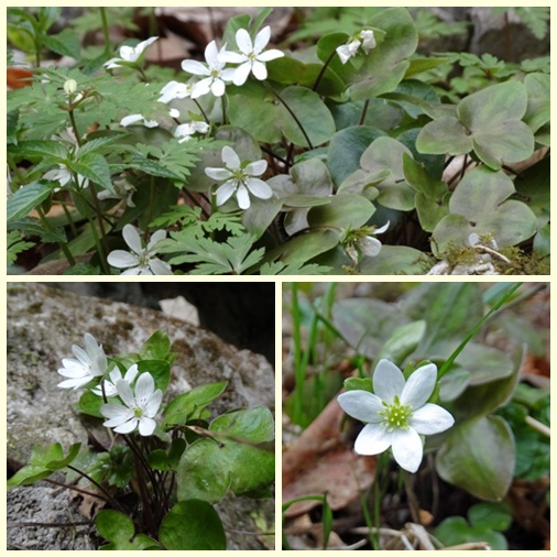 帝釈峡の春の花・その１_c0042418_9174444.jpg