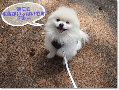 b0167519_030675.gif