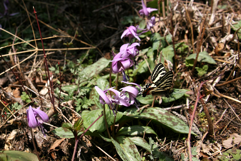 ２０１３年４月中旬　信州のヒメギフチョウ②_d0054625_23533258.jpg