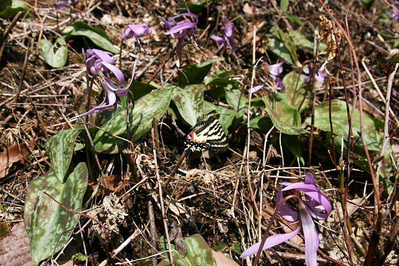 ２０１３年４月中旬　信州のヒメギフチョウ②_d0054625_2354299.jpg