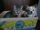 犬猫服「FURIFURIしっぽ♪」です_b0177130_16252272.jpg