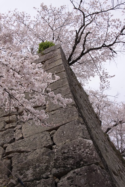 鶴山公園の桜_f0217933_15292269.jpg