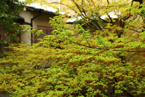 京都要庵歳時記　『新緑の美しさ　要庵西富家・中庭』_d0033734_2157185.jpg