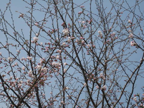 a0158236_8502449.jpg