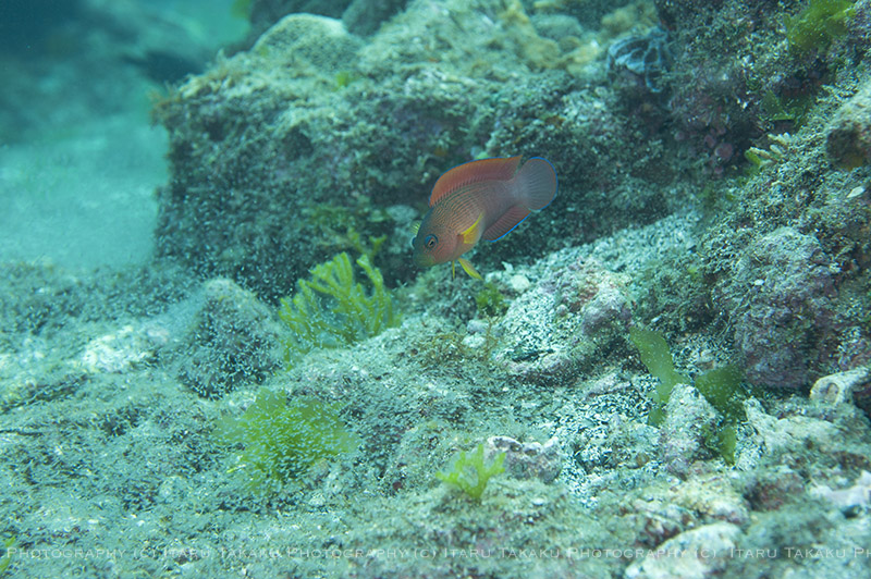 キンセンイシモチ、メタボ型！？_b0186442_21361613.jpg