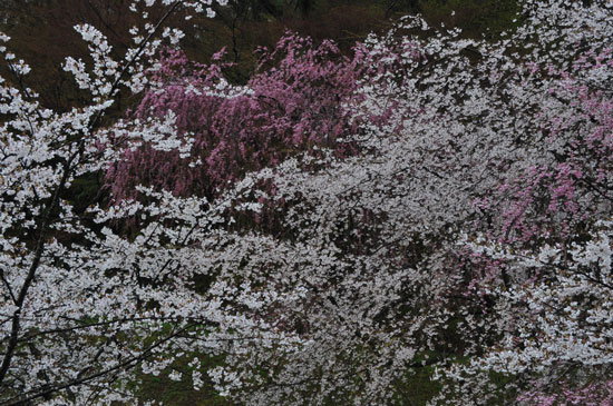 卯辰山公園(4)_c0093046_643381.jpg