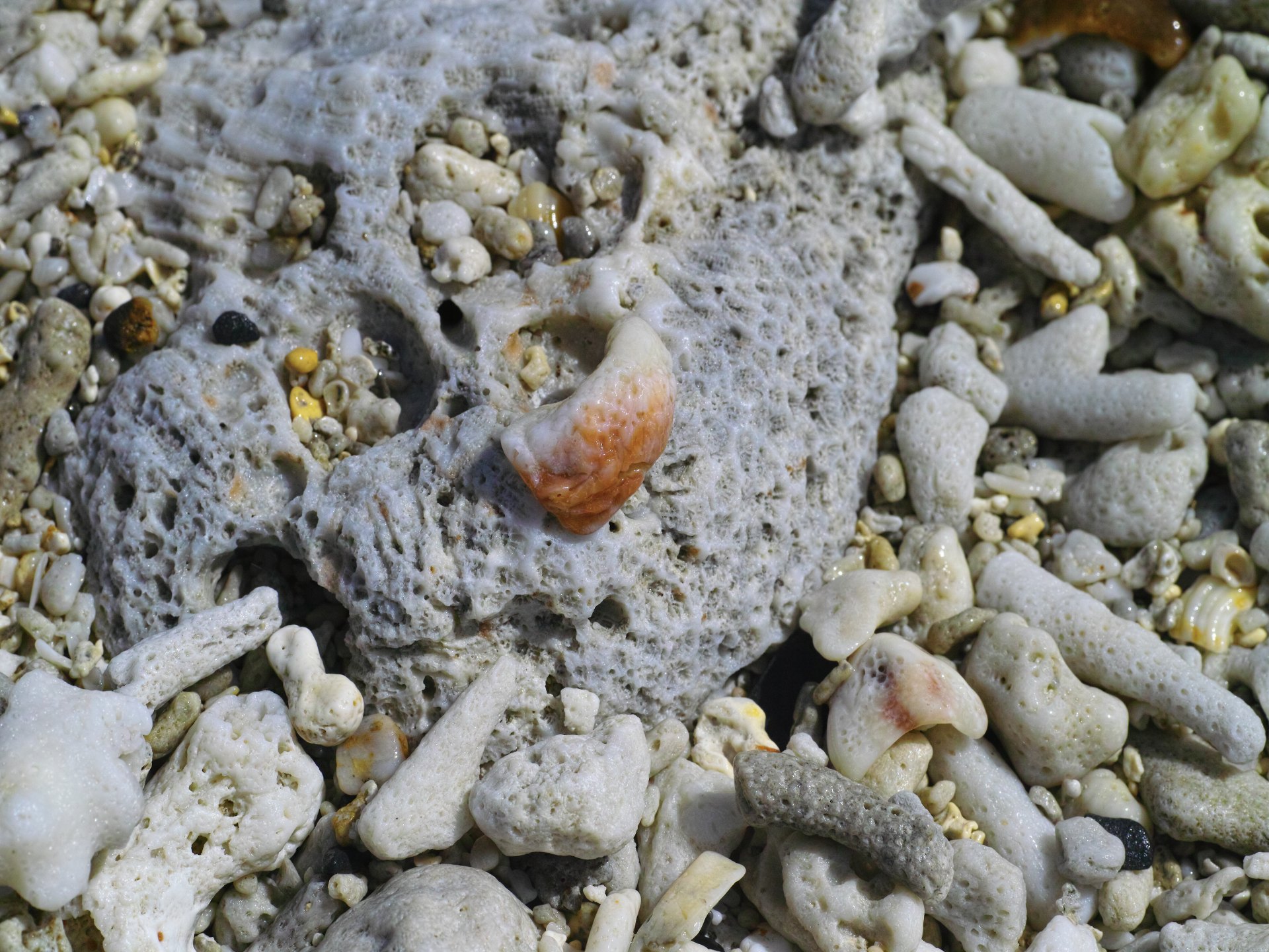 沖縄離島の旅(慶良間諸島）　山下達郎の世界にドップリして溺れそう_c0008948_2221090.jpg