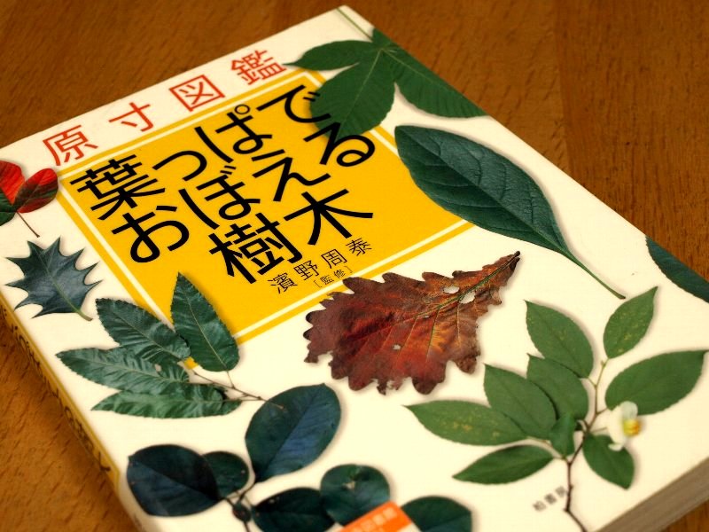 木の葉鳥