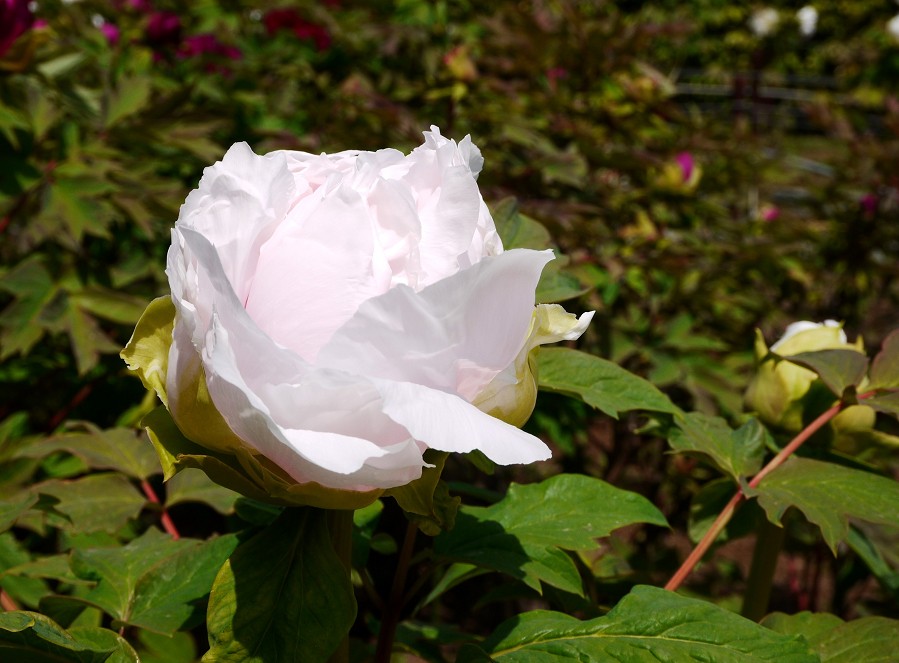 　　和歌山城公園にて　　１２年前、２０１３年４月撮影_b0093754_21164316.jpg