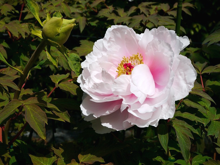 　　和歌山城公園にて　　１２年前、２０１３年４月撮影_b0093754_21165883.jpg