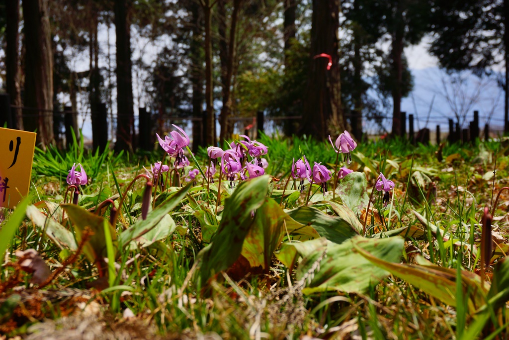 Japanese dog\'s tooth violet(長野県岡谷市　出早公園・かたくり祭り）_e0223456_17491187.jpg