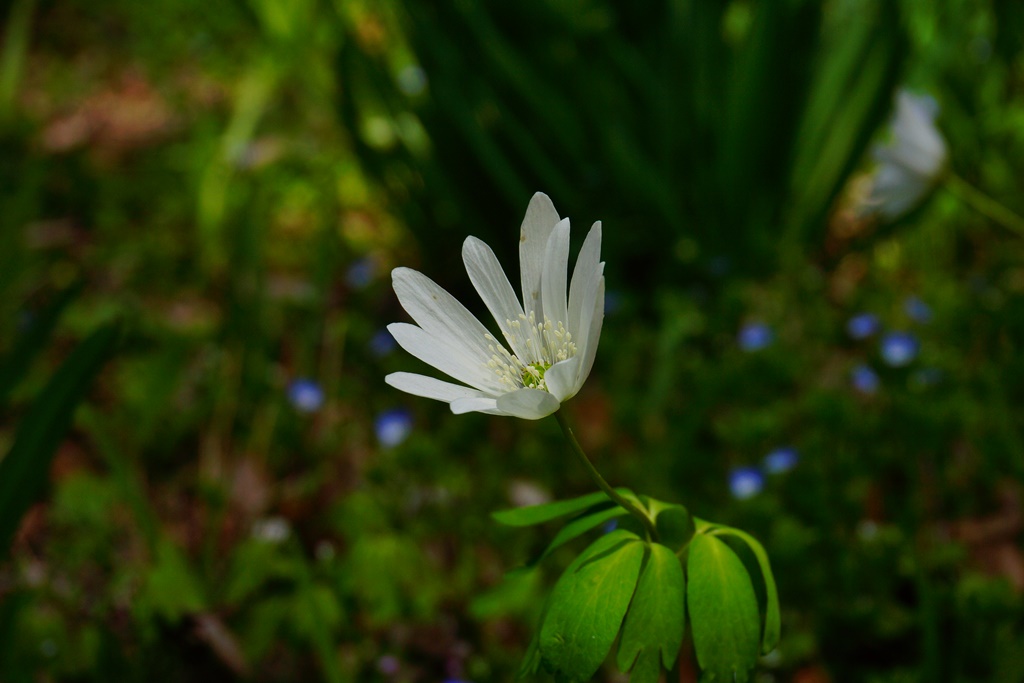 Japanese dog\'s tooth violet(長野県岡谷市　出早公園・かたくり祭り）_e0223456_1753599.jpg