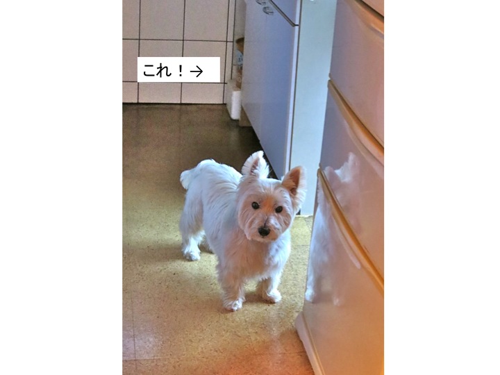 毎日の儀式です_c0260460_739263.jpg