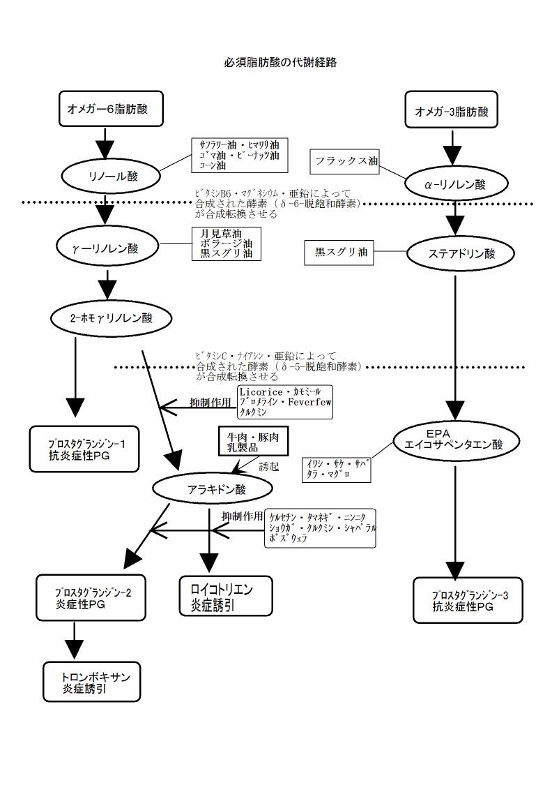 第１２７５回 アトピー性皮膚炎の改善のための脂肪酸 臨床栄養士のひとり言