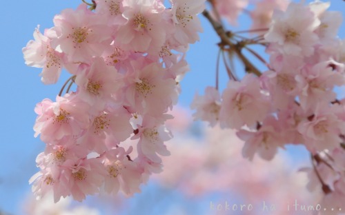 図書館の桜と写真展_b0153363_21513889.jpg