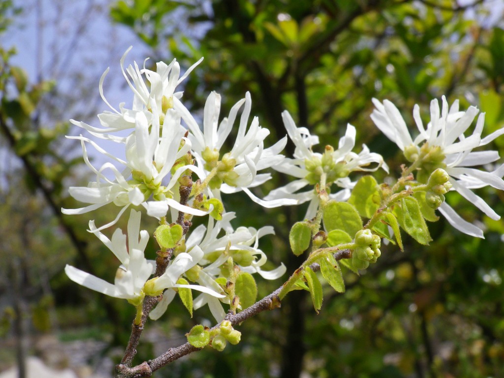 白い花が綺麗な常磐万作 トキワマンサク 自然風の自然風だより