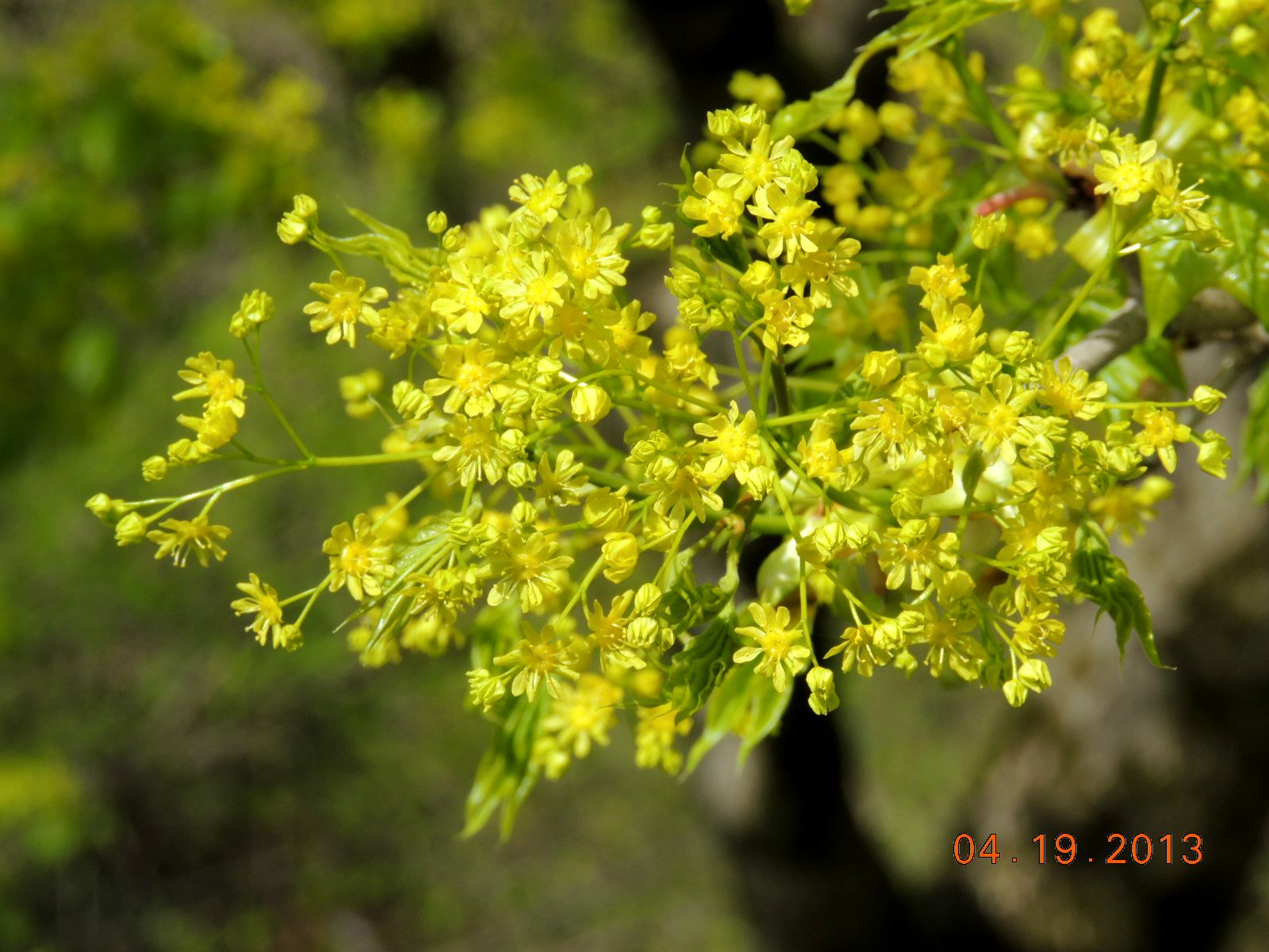 ｎｏ ０９９２ イタヤカエデの花のある風景 森林インストラクター 環境カウンセラー 豊島襄の 林住日記 旧題 フィールド ノート