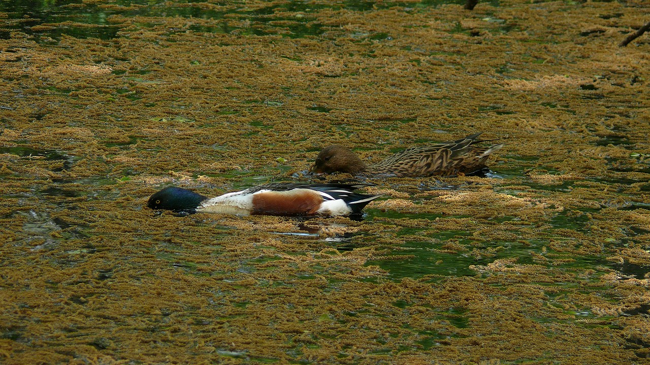 a0185081_16207.jpg