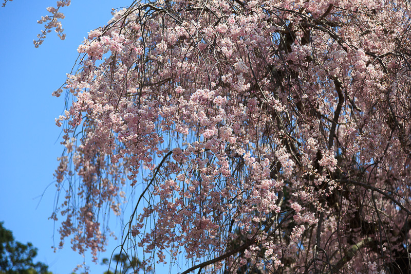 上賀茂神社の桜_f0224083_23275087.jpg