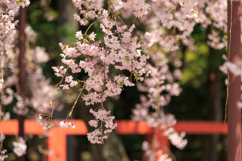 上賀茂神社の桜_f0224083_23275411.jpg