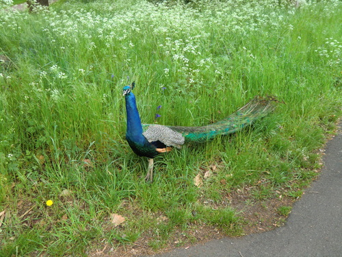 2012年5月7日（月）　イギリス　その20　キューガーデンKew Gardens_b0214184_11141857.jpg