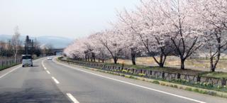 道中はちょうど桜の満開の季節....新潟から志賀へは走り慣れた..._b0194185_19532794.jpg