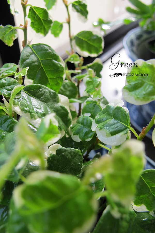 Green_a0034287_22261439.jpg