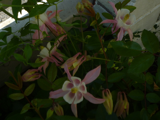 before after_a0225587_1417045.jpg