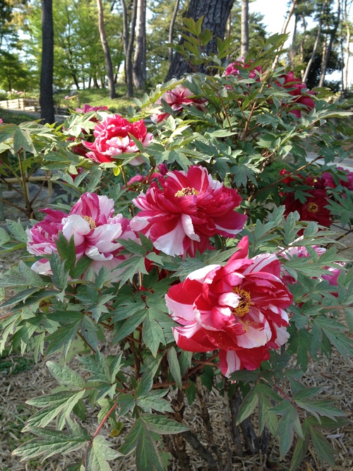 c0232887_23213775.jpg