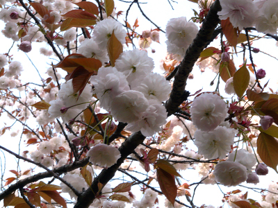 石楠花と八重桜_b0008289_155459.jpg