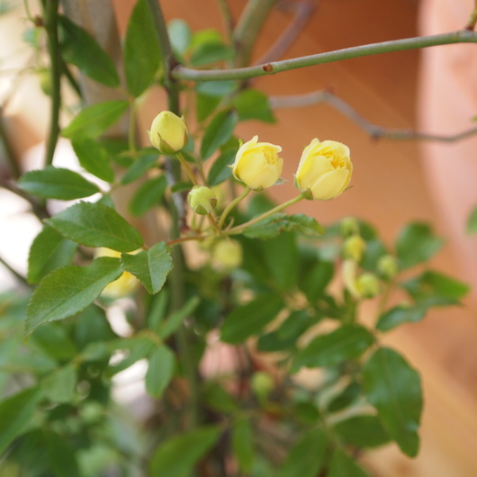 木香バラ_a0292194_13461929.jpg