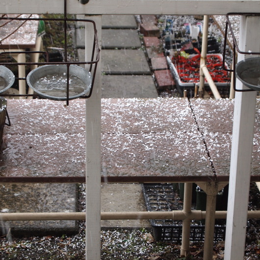 雹が降って大慌て_a0292194_20411631.jpg