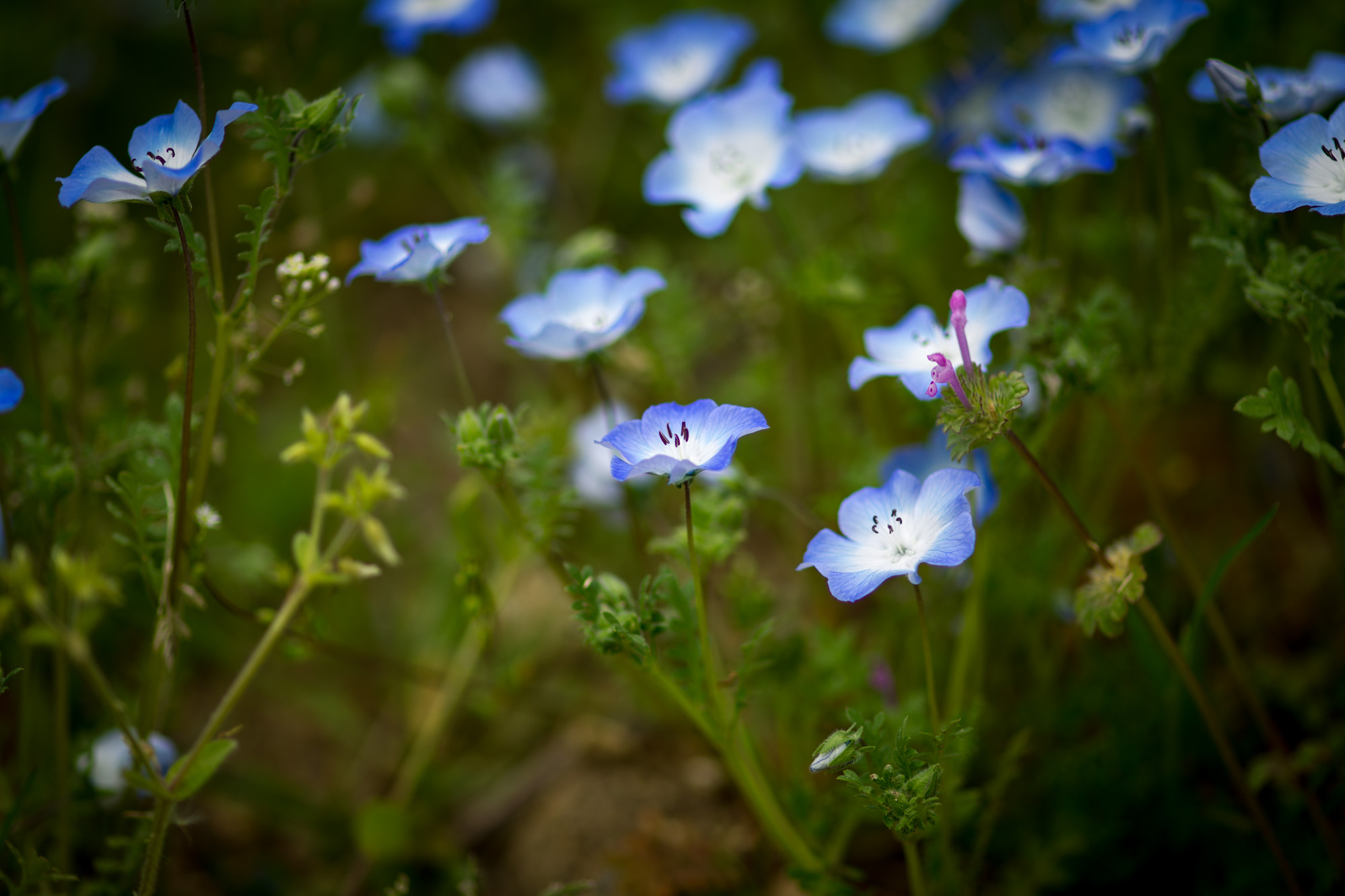 東谷山の花_b0126495_23401420.jpg