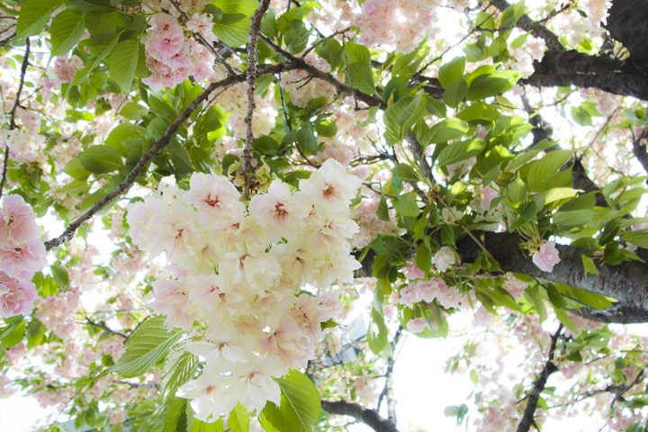 鬱金色の桜_b0286898_17365084.jpg