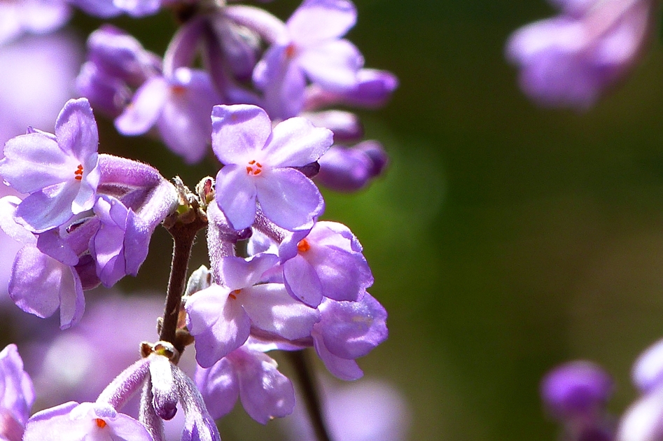 所沢多聞院２０１３春の花_a0267399_13191638.jpg