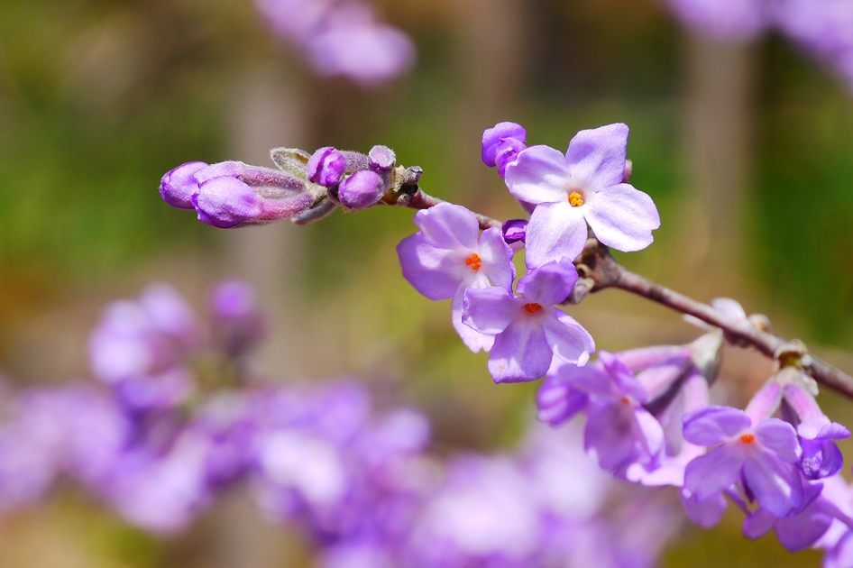 所沢多聞院２０１３春の花_a0267399_13195142.jpg