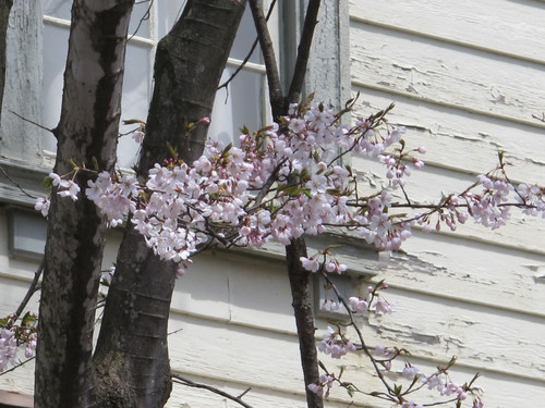 重文本館階段教室東側の桜（４）_c0075701_17312763.jpg