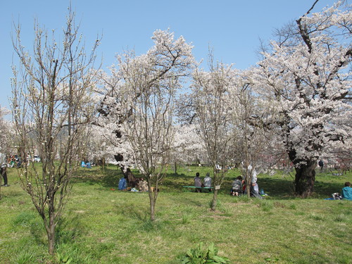 花桃の公園（福島市飯坂町）で桜と花桃を愛でる（１４）_c0075701_20581338.jpg