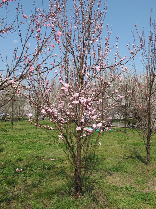花桃の公園（福島市飯坂町）の桜と花桃（１７）：２０１３．４．１４_c0075701_21443917.jpg