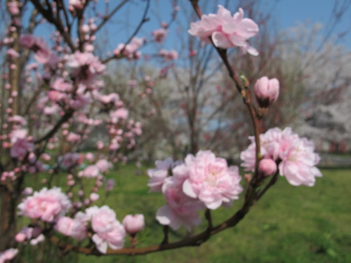 花桃の公園（福島市飯坂町）の桜と花桃（１８）_c0075701_21565359.jpg