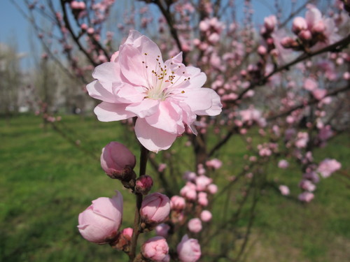 花桃の公園（福島市飯坂町）の桜と花桃（１８）_c0075701_2157023.jpg